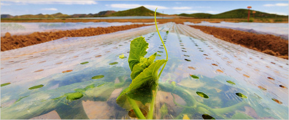 Horticultural & Agricultural Polythene Films