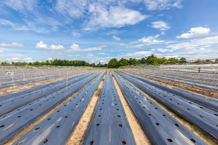 Biodegradable Mulch Film