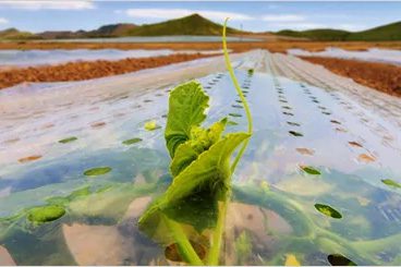 Agriculture film